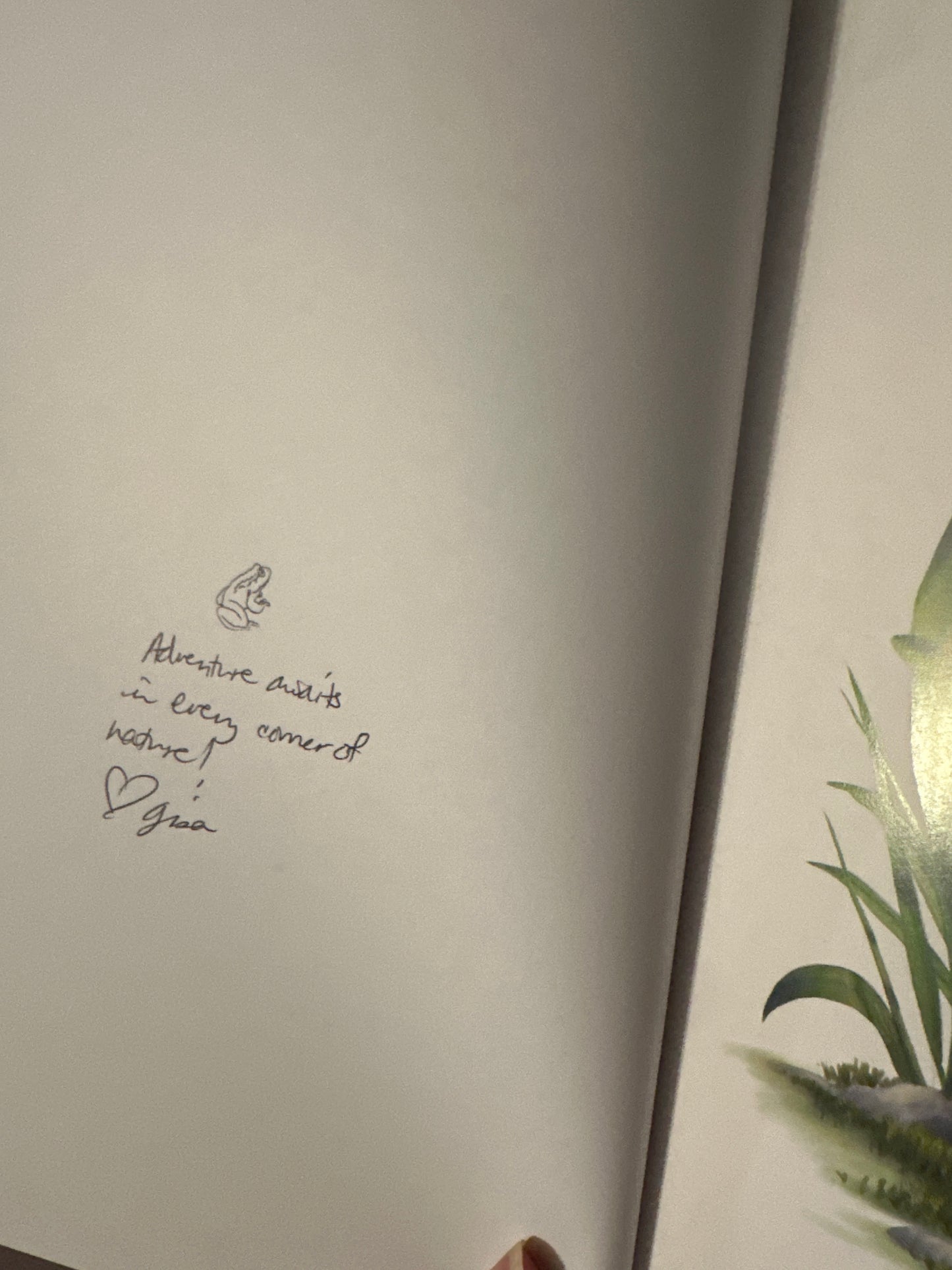 Frogs On the Mountain: The Mountain Yellow-Legged Frogs in Yosemite